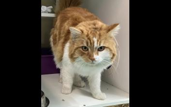 cat adoption photo