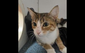 cat adoption photo