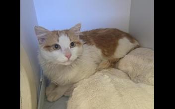 cat adoption photo