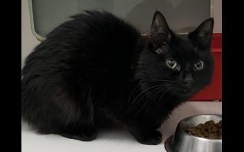 cat adoption photo