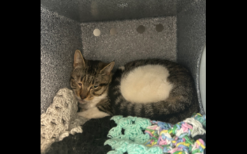 cat adoption photo