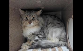 cat adoption photo