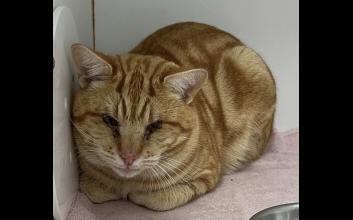 cat adoption photo