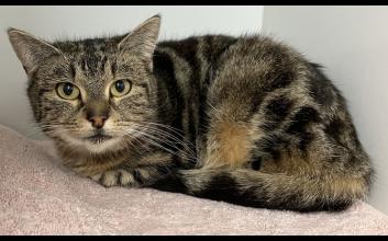 cat adoption photo