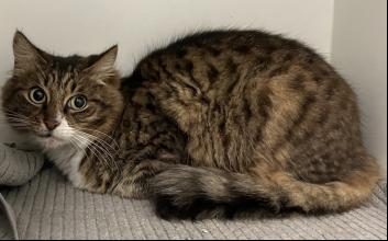cat adoption photo