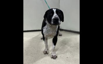 dog adoption photo