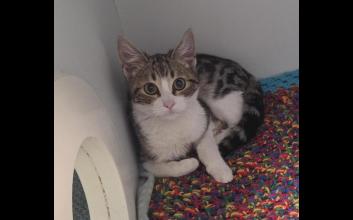 cat adoption photo