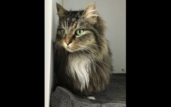 cat adoption photo