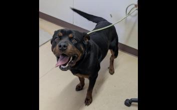 dog adoption photo