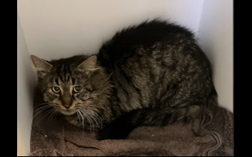 cat adoption photo