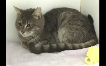 cat adoption photo