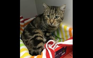 cat adoption photo
