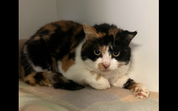 cat adoption photo