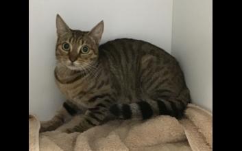 cat adoption photo