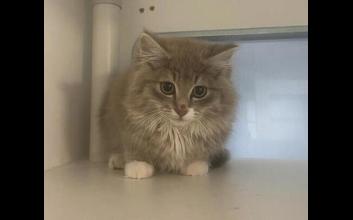 cat adoption photo