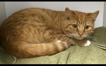 cat adoption photo