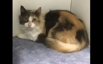 cat adoption photo