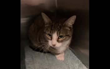 cat adoption photo
