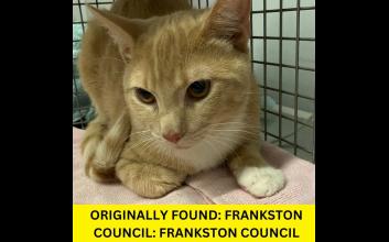 cat adoption photo