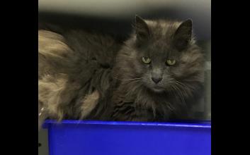cat adoption photo