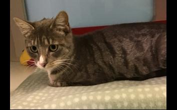 cat adoption photo