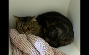 cat adoption photo