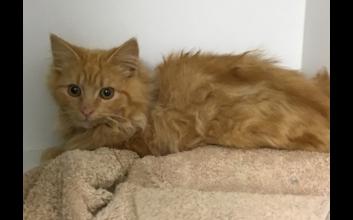 cat adoption photo