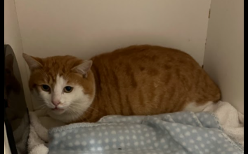 cat adoption photo