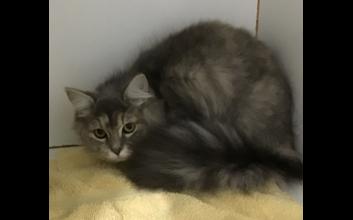 cat adoption photo