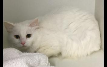 cat adoption photo
