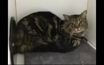 cat adoption photo