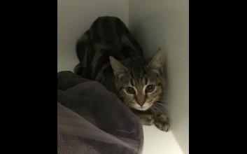 cat adoption photo