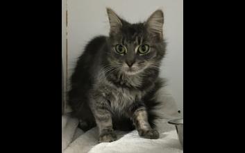 cat adoption photo
