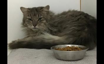 cat adoption photo