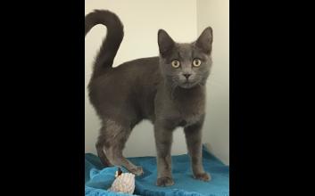 cat adoption photo