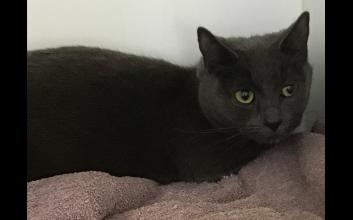cat adoption photo