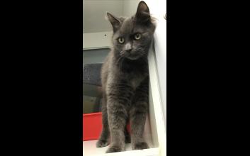 cat adoption photo