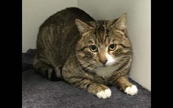 cat adoption photo