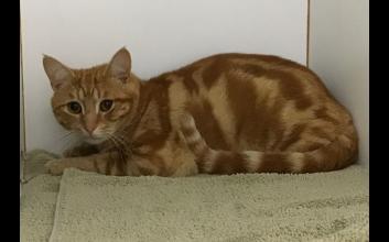 cat adoption photo