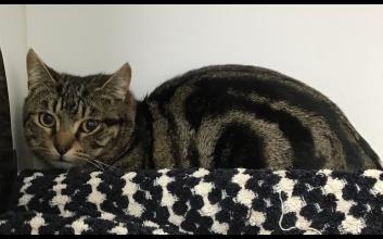 cat adoption photo