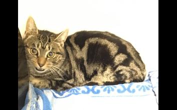 cat adoption photo