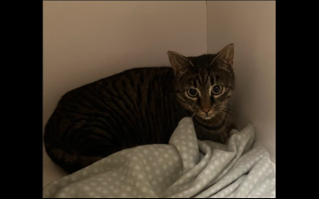 cat adoption photo