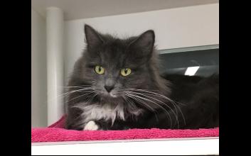 cat adoption photo