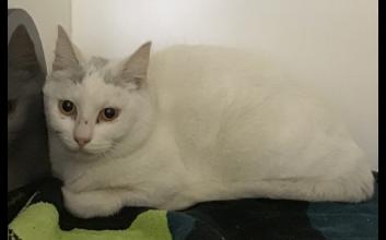 cat adoption photo
