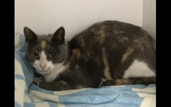 cat adoption photo