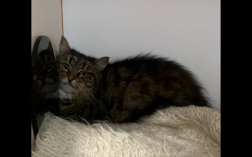 cat adoption photo