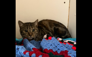 cat adoption photo