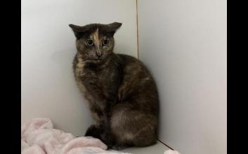 cat adoption photo