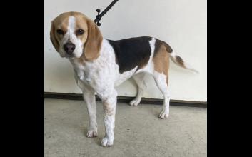 dog adoption photo