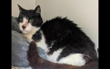 cat adoption photo
